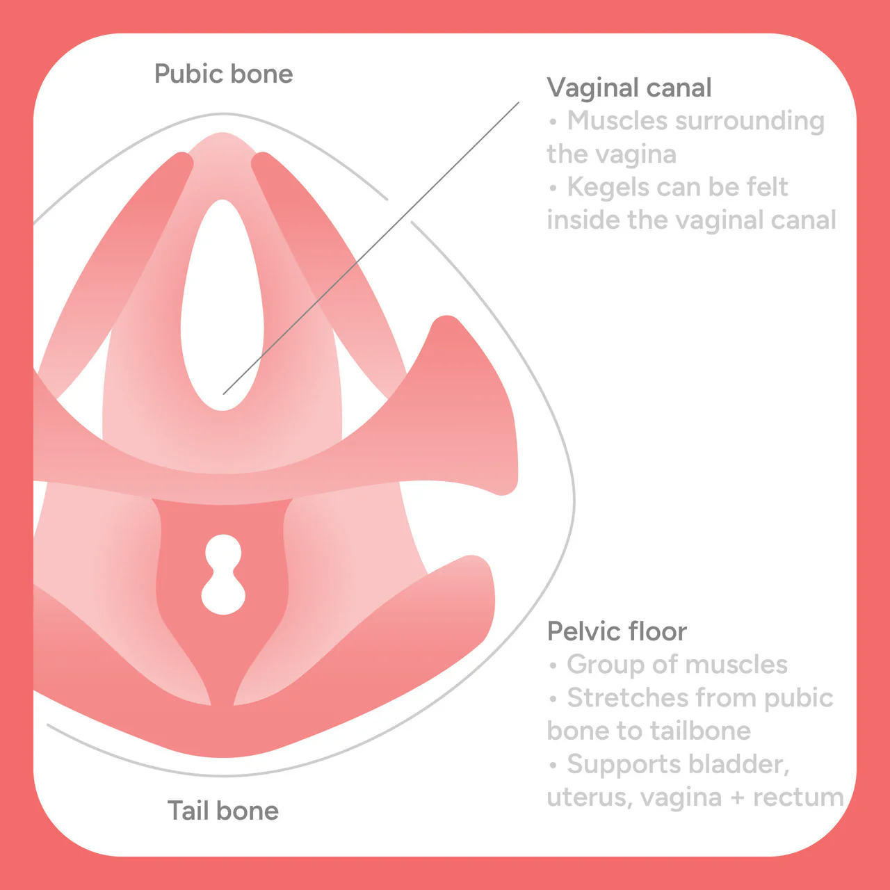 Smile Makers Pelvic Partner Pelvic Floor Trainer - Image 2